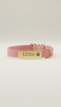 Engraved Dog Collar with Colorful Band